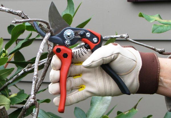 pruning tools