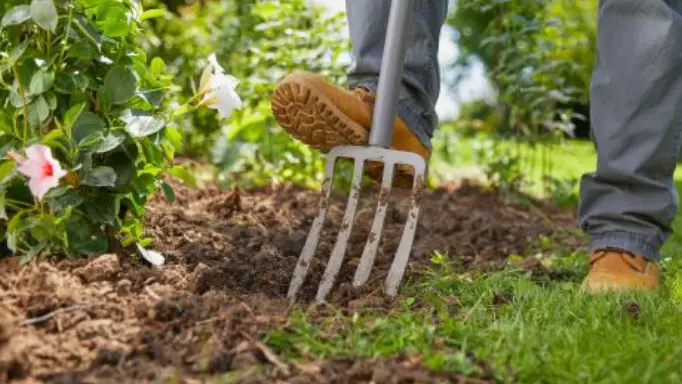 A man using a digging fork to dig into the soil