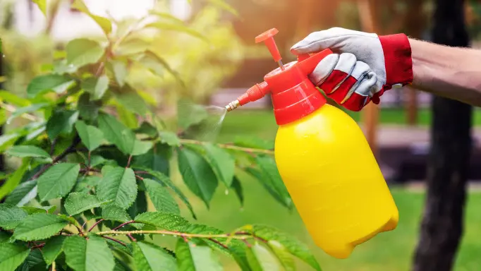 Watering plants with a garden sprayer