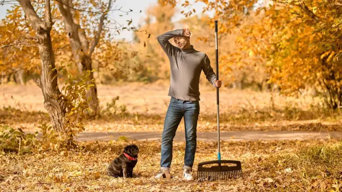A man tired of sweeping fallen leaves of a large yard with a rake 