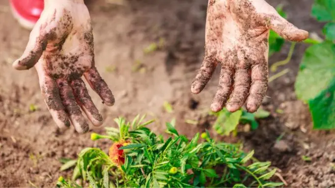 a man with muddy hands in the garden
