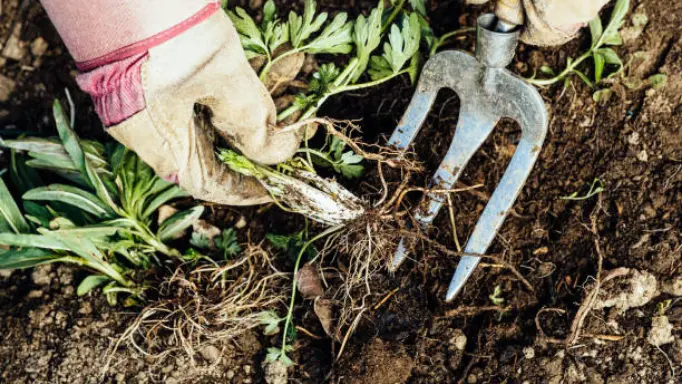 gardener using a fork to take a plant out by its root