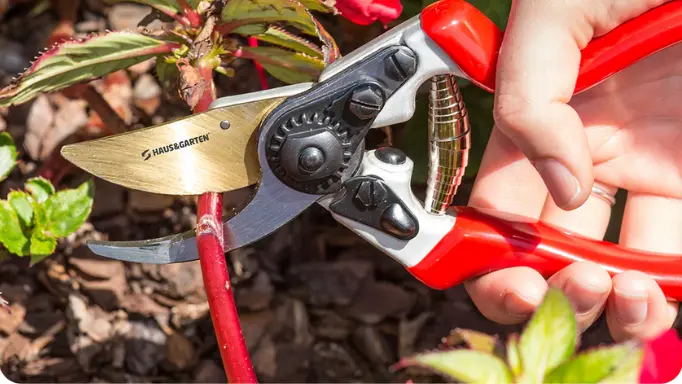 Cutting the stem of a plant using a pair of pruning shears