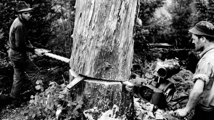 A black and white photo of foresters using a two-man chainsaw on a tree