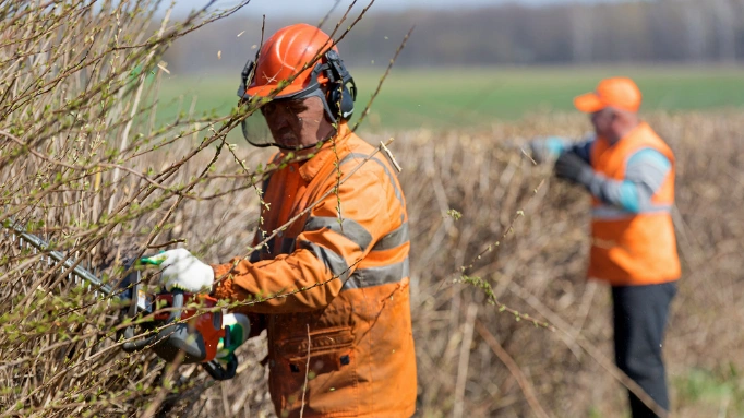 two men trimming shrubs with gas hedge trimmers